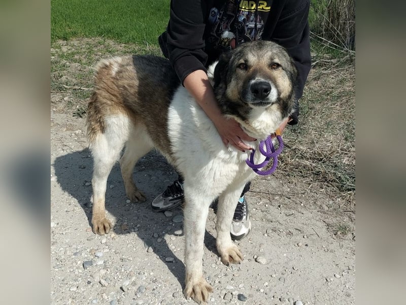 Nado ein großer Teddybär