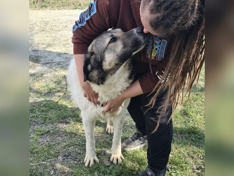 Nado ein großer Teddybär