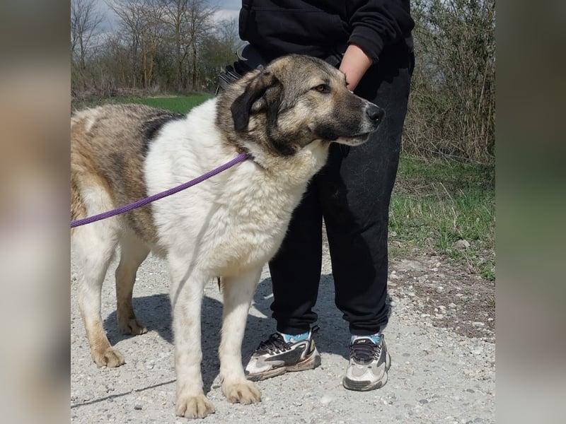 Nado ein großer Teddybär