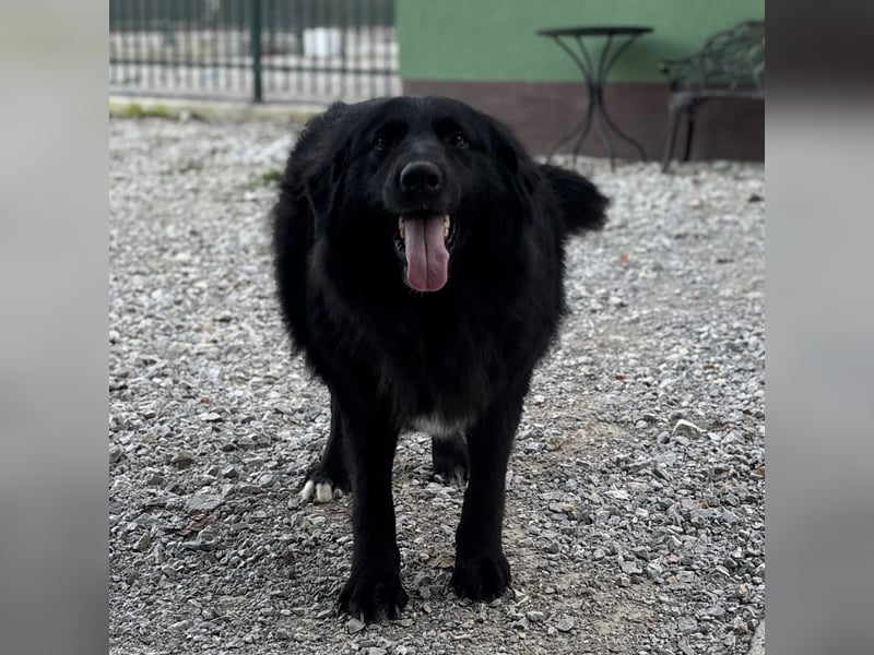 Mika eine große gutmütige Hündin