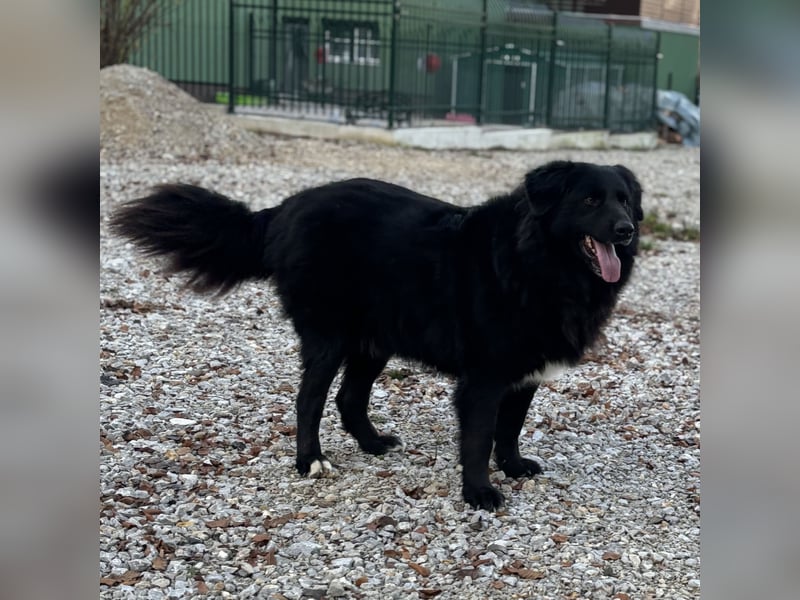 Mika eine große gutmütige Hündin