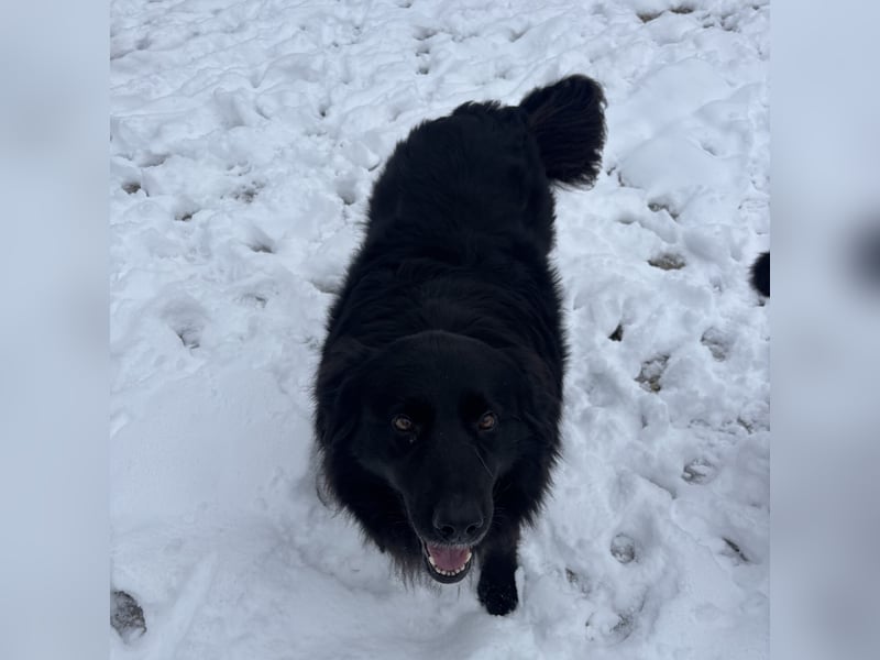 Mika eine große gutmütige Hündin