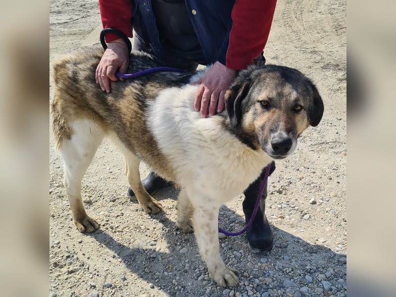 Nado ein großer Teddybär