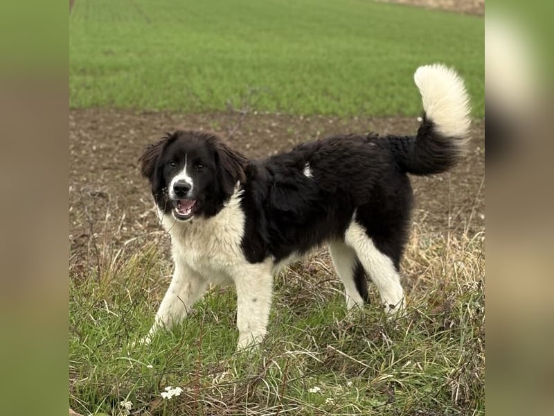 Kura - ein großes Hundekind