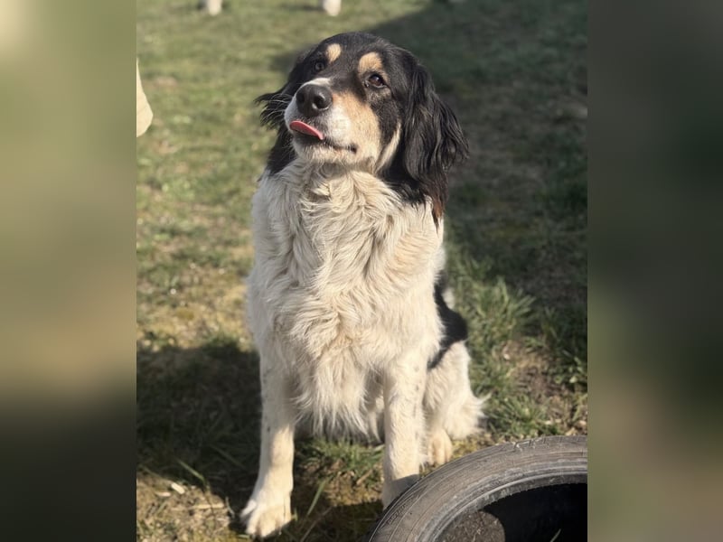 Romeo ein Menschenliebender