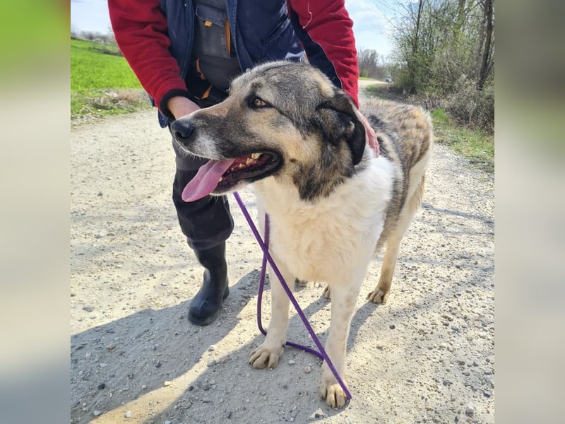 Nado ein großer Teddybär
