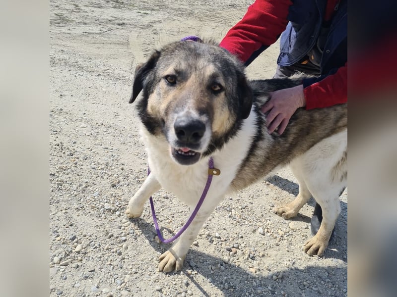Nado ein großer Teddybär