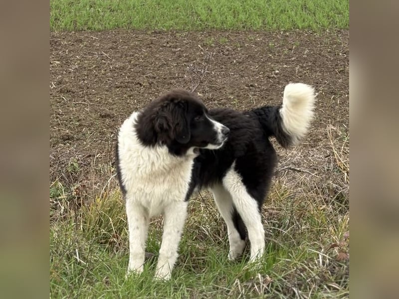 Kura - ein großes Hundekind