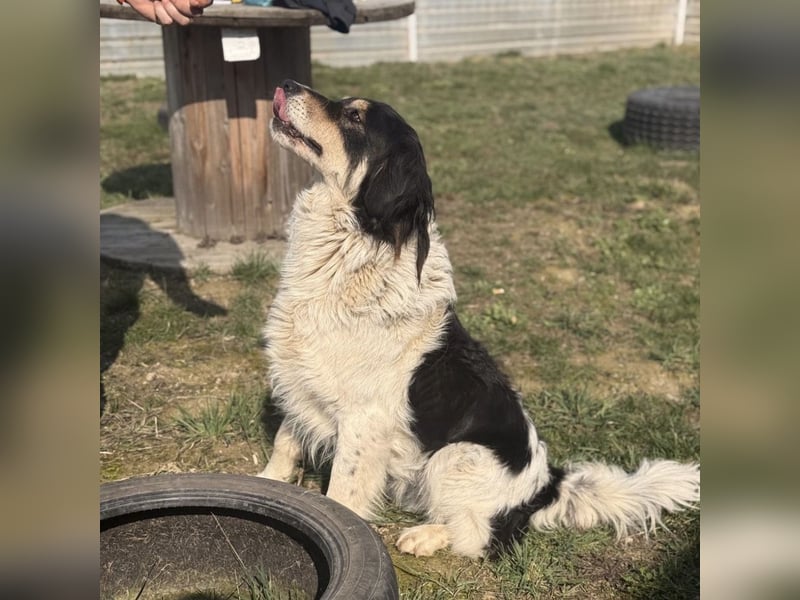 Romeo ein Menschenliebender