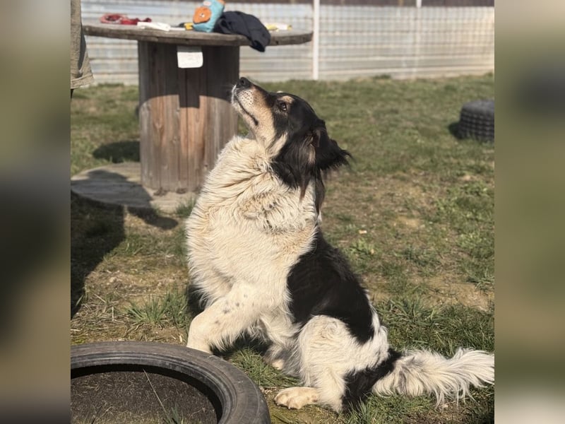 Romeo ein Menschenliebender