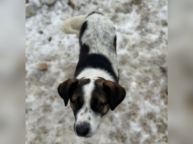 Bobao ein toller Bub