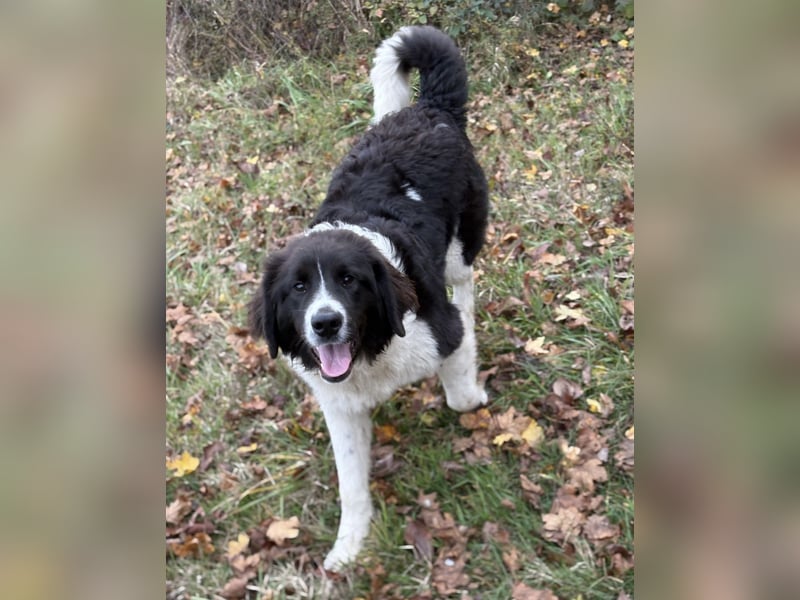 Kura - ein großes Hundekind