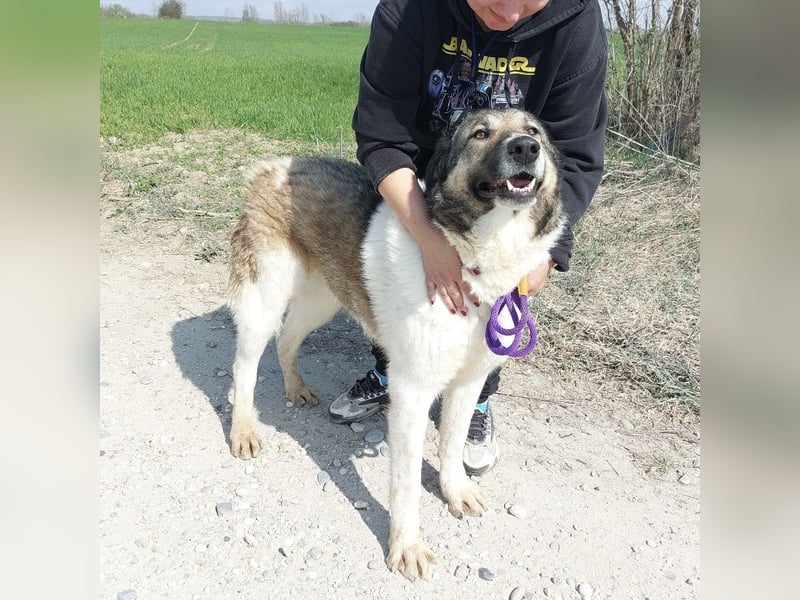 Nado ein großer Teddybär