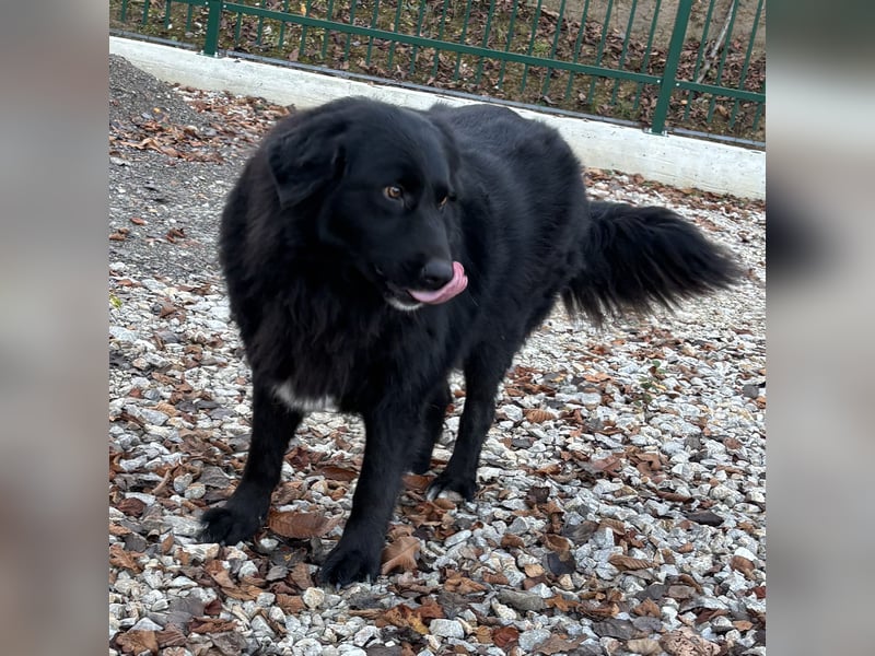 Mika eine große gutmütige Hündin