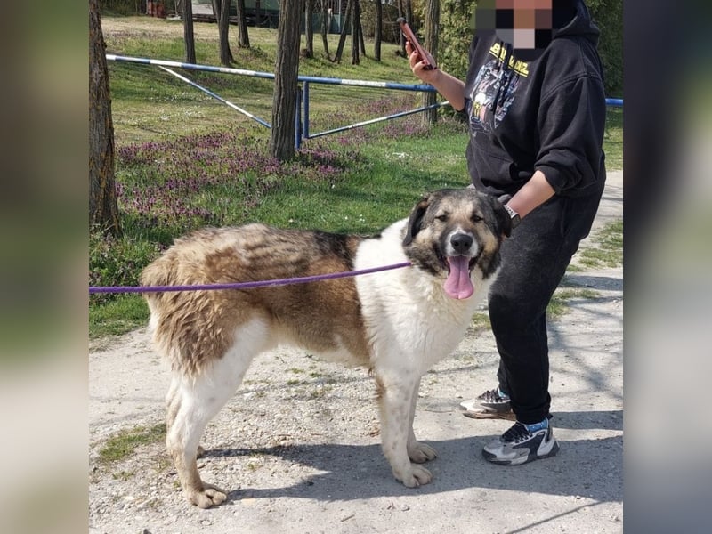 Nado ein großer Teddybär