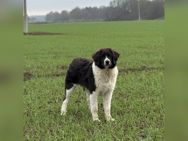 Kura - ein großes Hundekind