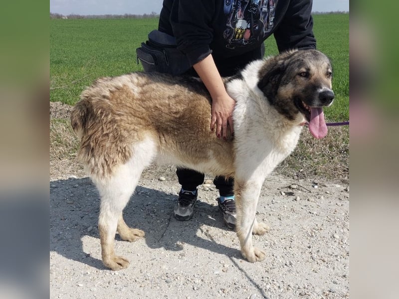 Nado ein großer Teddybär