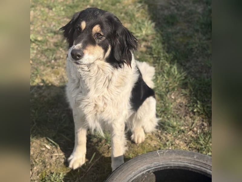 Romeo ein Menschenliebender