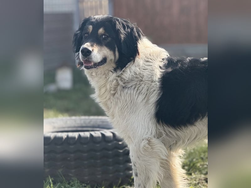 Romeo ein Menschenliebender