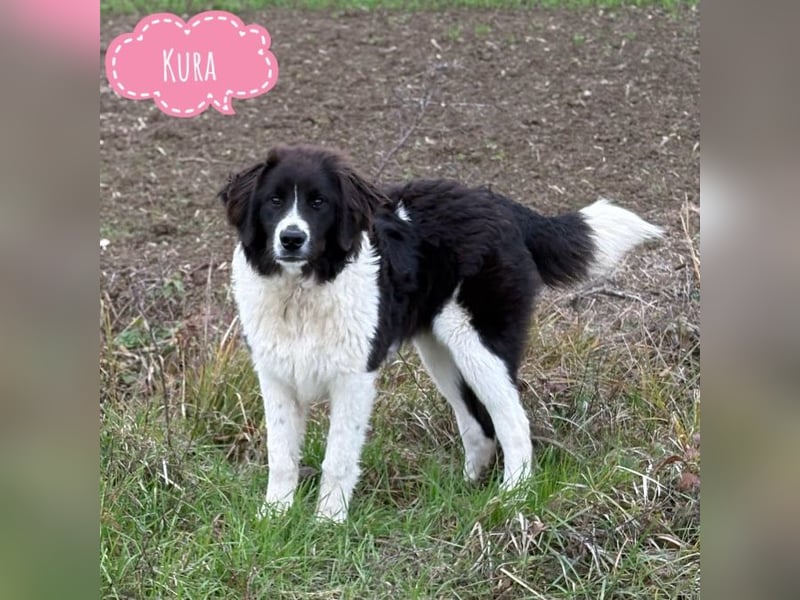 Kura - ein großes Hundekind