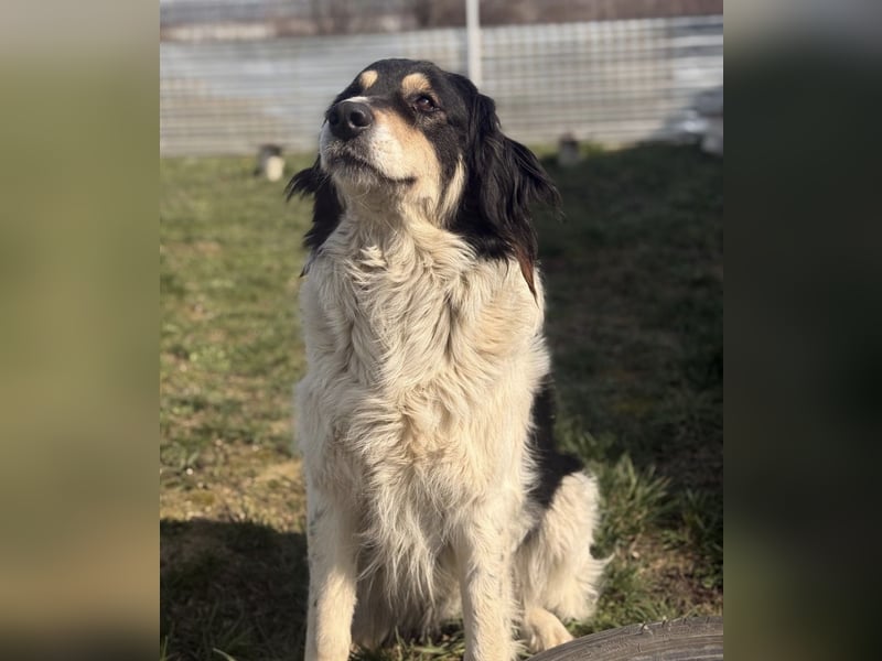 Romeo ein Menschenliebender