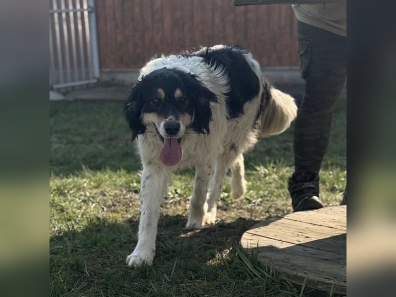 Romeo ein Menschenliebender