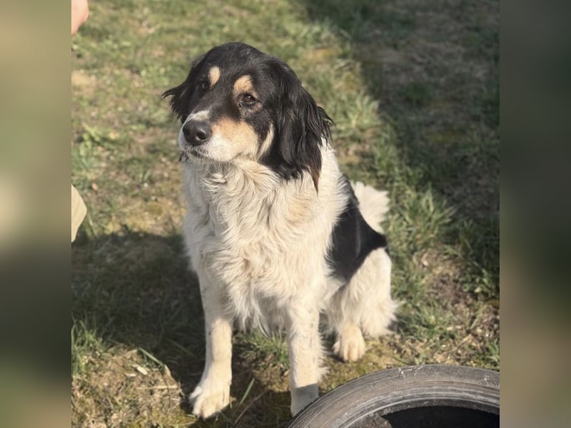 Romeo ein Menschenliebender