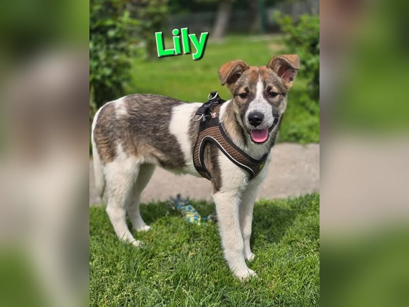 ❤️ Lilly