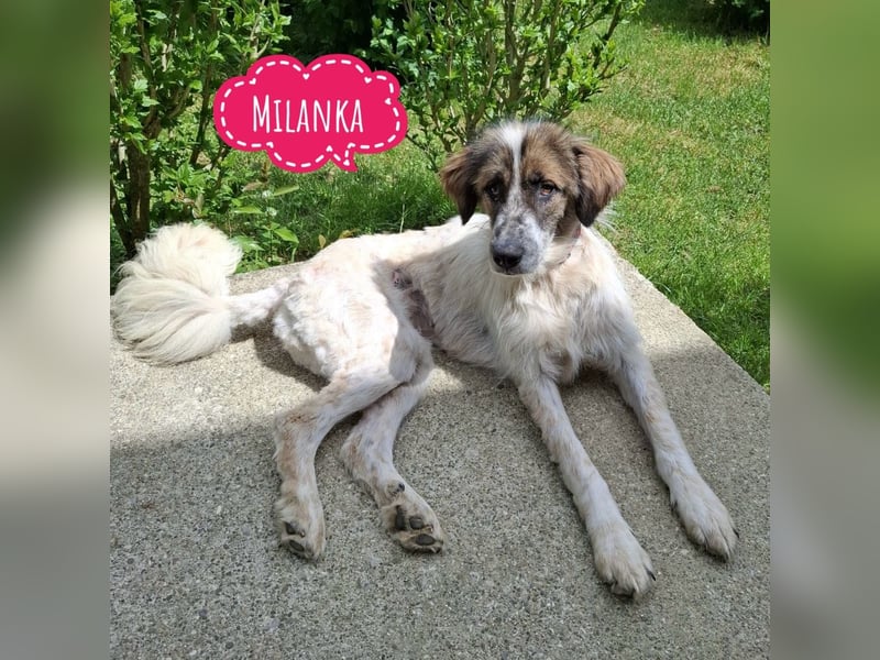 Milanka eine tolle Hündin
