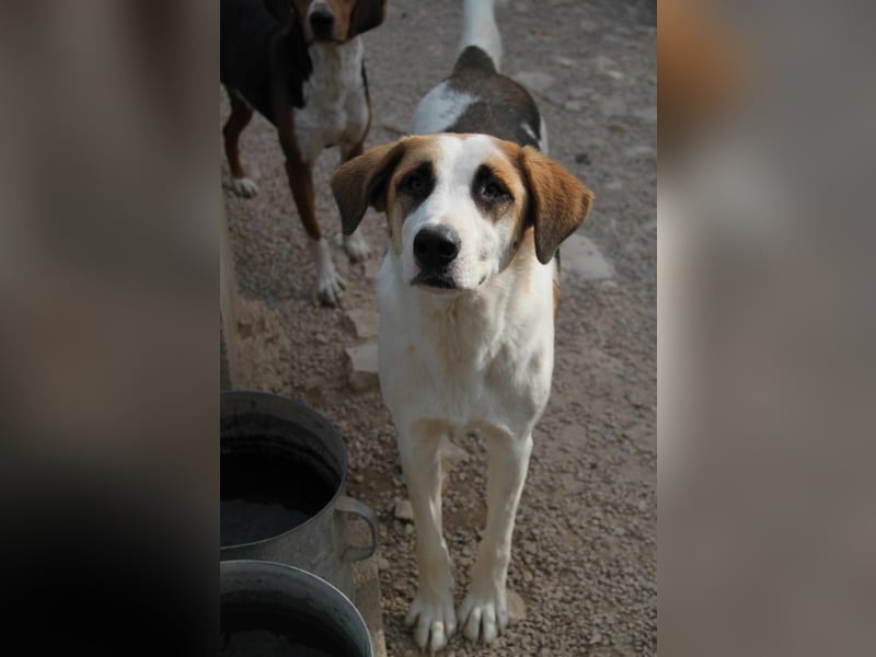 Ariela freundliche Tornjak Mischling Hündin Herdenschutzhund sucht Zuhause oder Pflegestelle