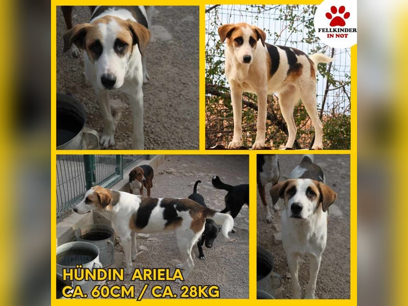 Ariela freundliche Tornjak Mischling Hündin Herdenschutzhund sucht Zuhause oder Pflegestelle