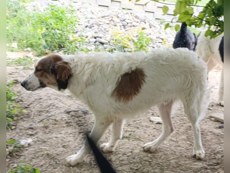 Amon ♥️ braucht Liebe, Vertrauen und Erfahrung damit es viel Liebe zurück gibt