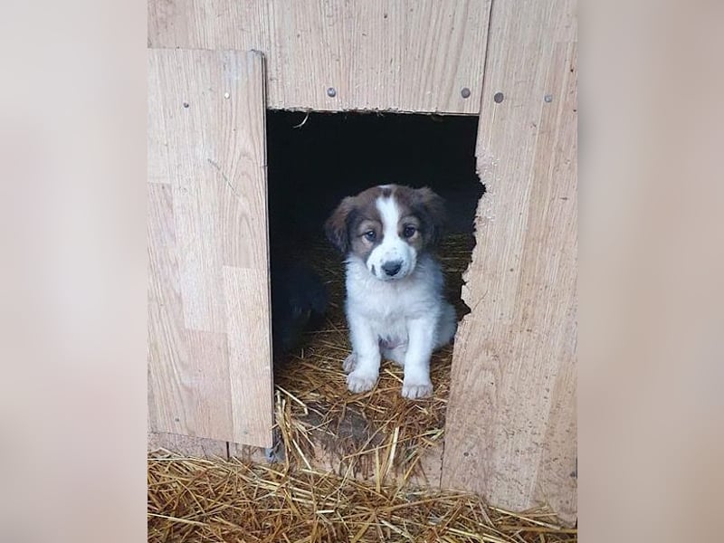 Amon ♥️ braucht Liebe, Vertrauen und Erfahrung damit es viel Liebe zurück gibt