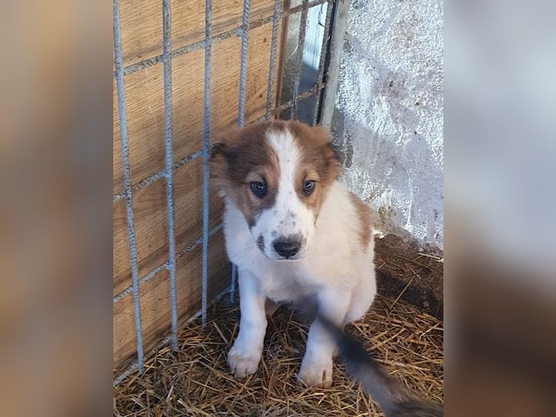 Amon ♥️ braucht Liebe, Vertrauen und Erfahrung damit es viel Liebe zurück gibt