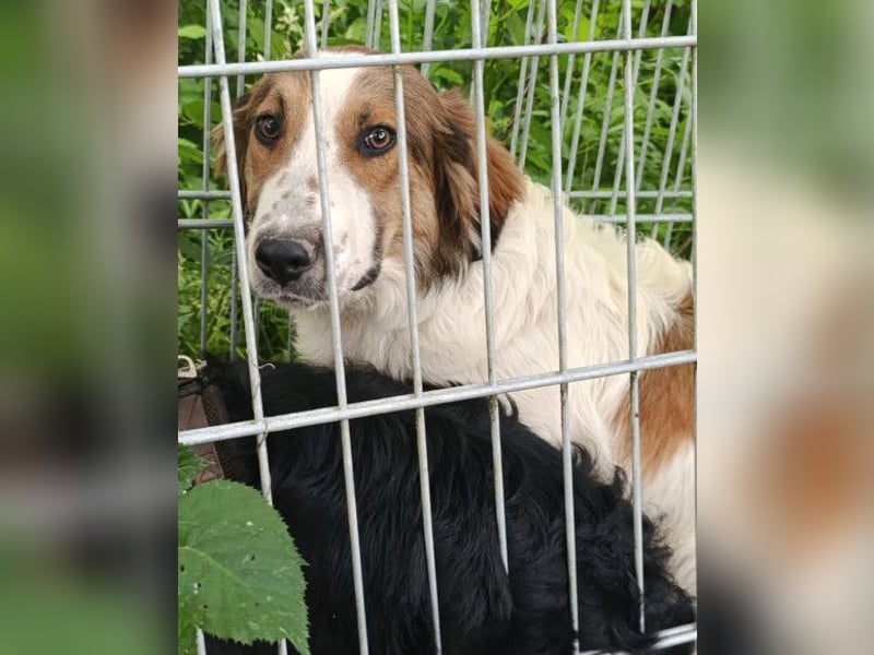 Amon ♥️ braucht Liebe, Vertrauen und Erfahrung damit es viel Liebe zurück gibt