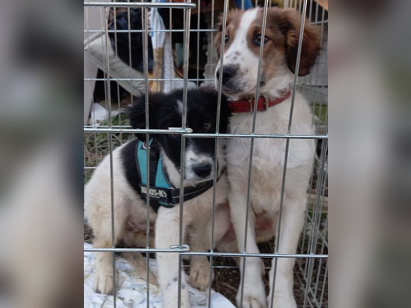 Amon ♥️ braucht Liebe, Vertrauen und Erfahrung damit es viel Liebe zurück gibt