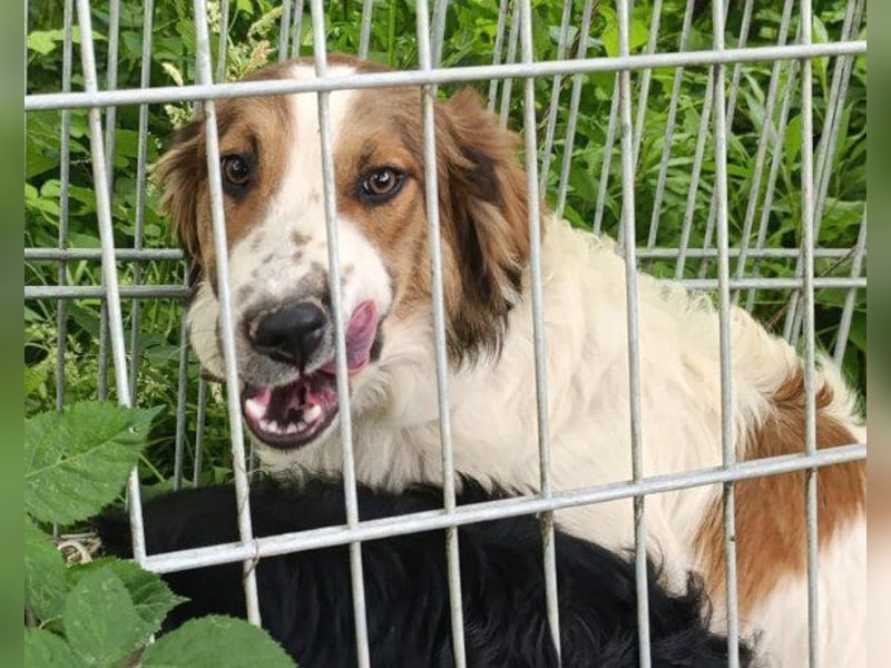 Tornjak-Mix-Jungrüde ♥Amon♥ braucht Liebe, Verständnis und Erfahrung