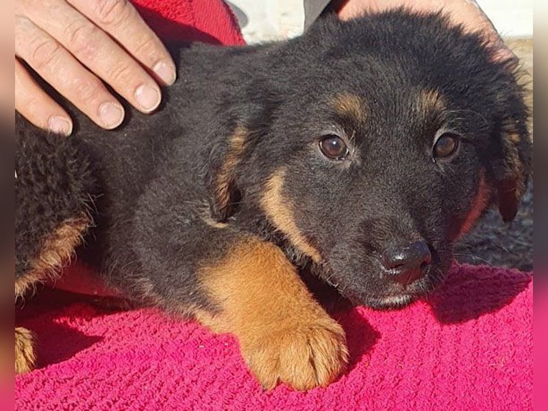 Kleine schüchterne Vaiana sucht Liebe, Vertrauen und Treue