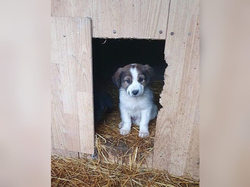Tornjak-Mix-Jungrüde ♥Amon♥ braucht Liebe, Verständnis und Erfahrung