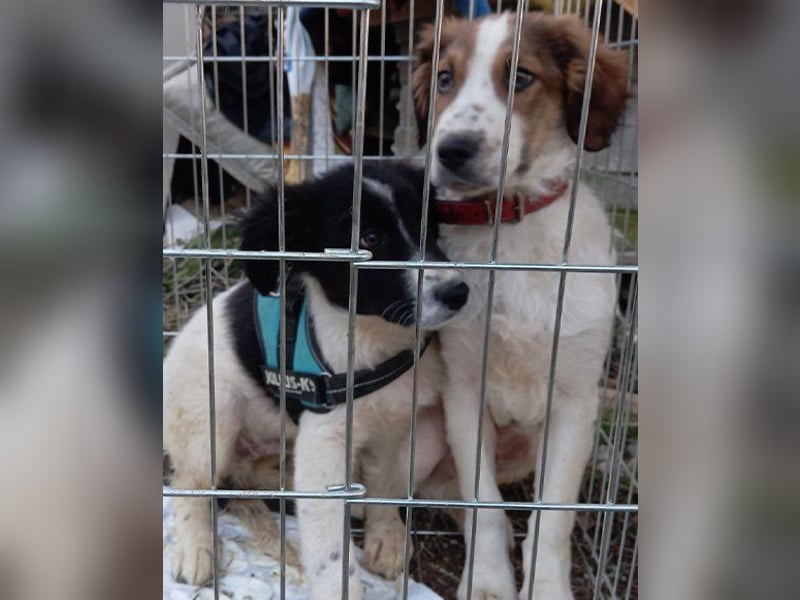 Rüde ♥Amon♥ braucht Liebe, Vertrauen und Erfahrung damit es viel Liebe zurück gibt Rüde ♥Amon♥ braucht Liebe, Vertrauen und Erfahrung damit es viel Liebe zurück gibt