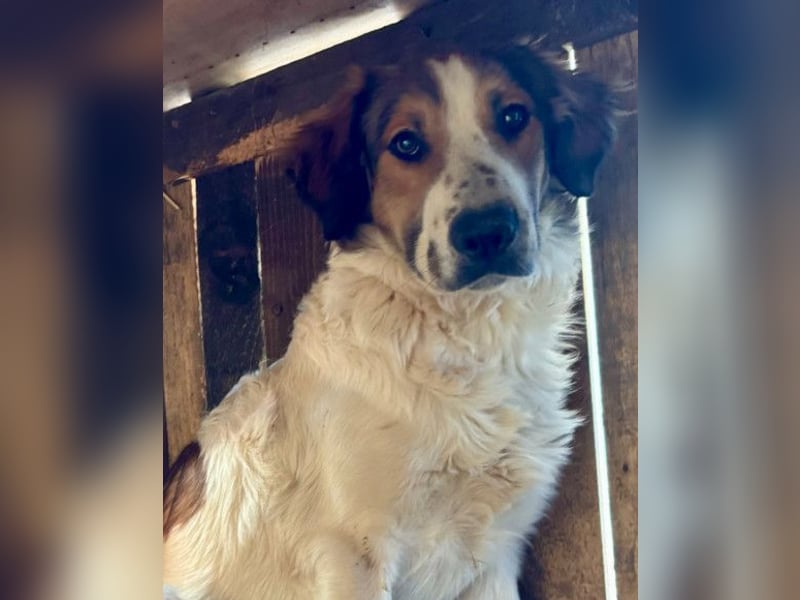 Amon ♥️ braucht Liebe, Vertrauen und Erfahrung damit es viel Liebe zurück gibt