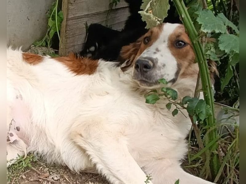 Amon ♥️ braucht Liebe, Vertrauen und Erfahrung damit es viel Liebe zurück gibt