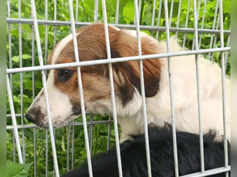 Amon ♥️ braucht Liebe, Vertrauen und Erfahrung damit es viel Liebe zurück gibt