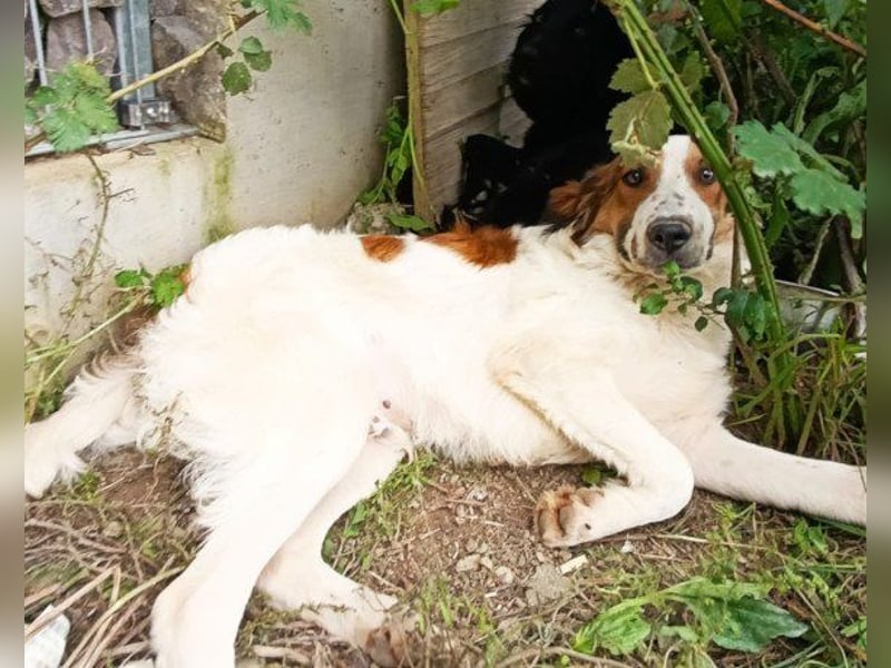 Rüde ♥Amon♥ braucht Liebe, Vertrauen und Erfahrung damit es viel Liebe zurück gibt Rüde ♥Amon♥ braucht Liebe, Vertrauen und Erfahrung damit es viel Liebe zurück gibt