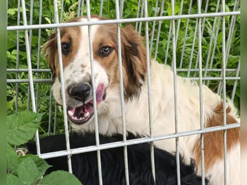 Amon ♥️ braucht Liebe, Vertrauen und Erfahrung damit es viel Liebe zurück gibt