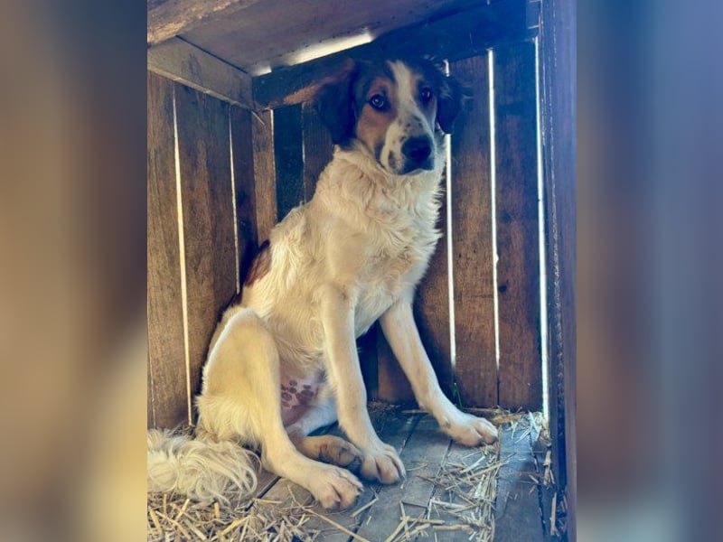 Rüde ♥Amon♥ braucht Liebe, Vertrauen und Erfahrung damit es viel Liebe zurück gibt Rüde ♥Amon♥ braucht Liebe, Vertrauen und Erfahrung damit es viel Liebe zurück gibt