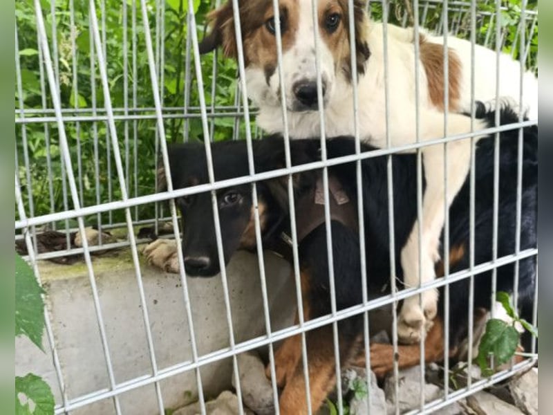 Amon ♥️ braucht Liebe, Vertrauen und Erfahrung damit es viel Liebe zurück gibt