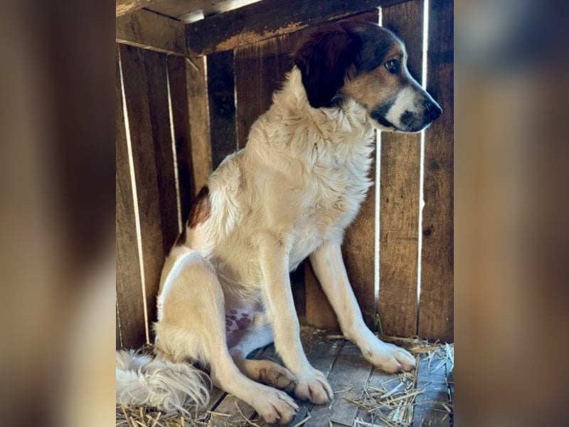 Rüde ♥Amon♥ braucht Liebe, Vertrauen und Erfahrung damit es viel Liebe zurück gibt Rüde ♥Amon♥ braucht Liebe, Vertrauen und Erfahrung damit es viel Liebe zurück gibt