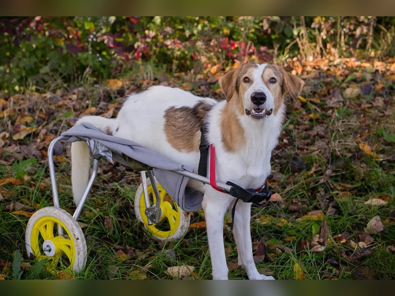 Krümel ist stolz auf seinen Rolli. Endlich kann er sich frei bewegen
