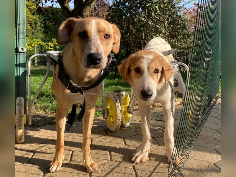 KRUMEL - der brave und zugängliche Rüde mag Artgenossen und träumt von einem liebevollen Zuhause